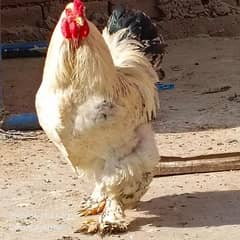 Brahma