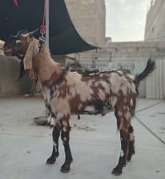 3 bakry qurbani 2025 k. 2 dant available for sale 45 thousand each PCs