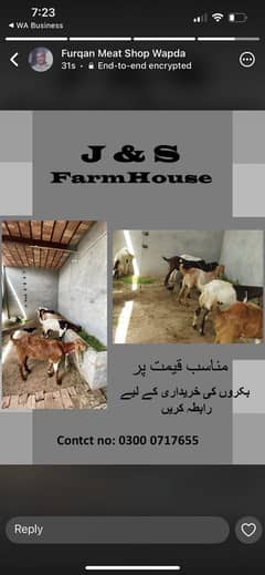 Qurbani bakra for sale