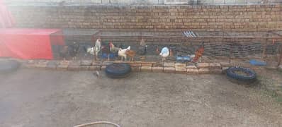 Aseel , misri and desi