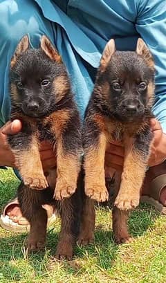German Shepherd double coat Jodi 2 month for sale