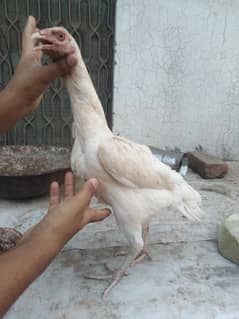 Heera Female white noke, choras nali one year age