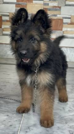 German shepherd puppies available for sale WhatsApp 0328=76=25=932=