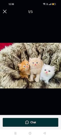 Kittens | Persian Kittens | Tripple Coated Kittens | Kittens For Sale