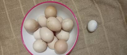peacock fertile eggs