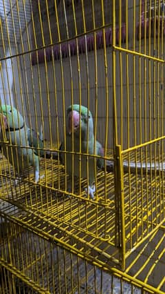 RAW parrot for sale