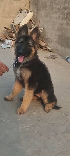 German shepherds female puppy double coate