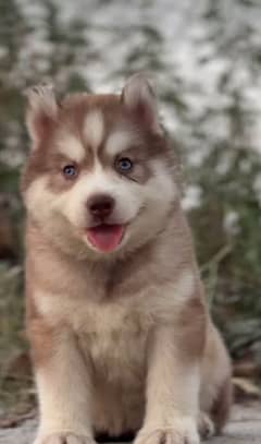 Siberian