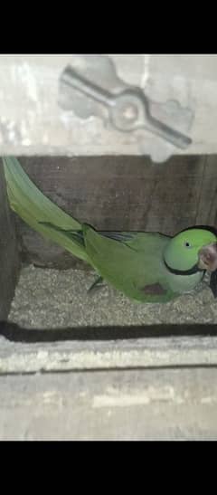 Raw parrots
