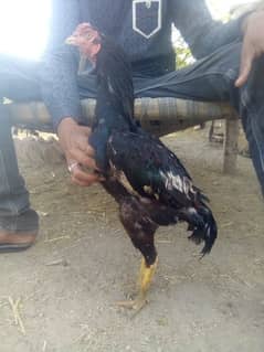 Aseel