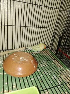 lovebirds looking for rehoming