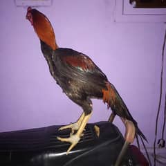 Aseel