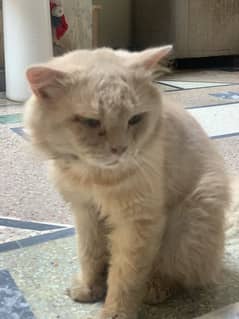 Persian