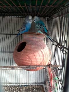 budgies