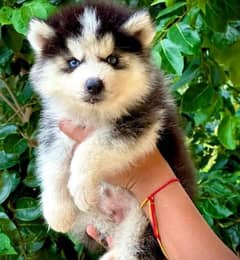 husky puppies 03198435459