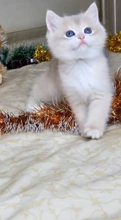 GOLDEN BRITISH SHORTHAIR KITTENS,SCARCE,NO EYEMUCK,DELIVERY AVAILABLE