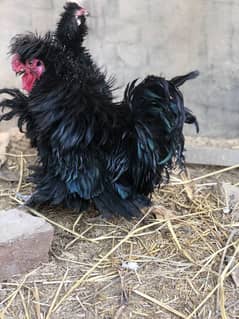 Frizzle