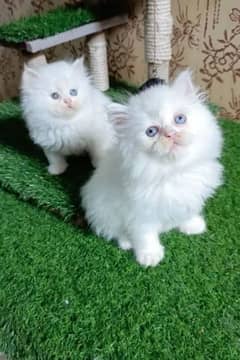 Persian  | Persian Cat | Punch Face Persian 03304246398 WhatsApp