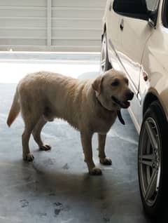 dog