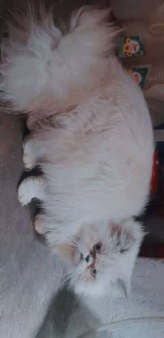 Persian