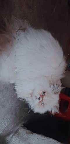 Persian piki face cat