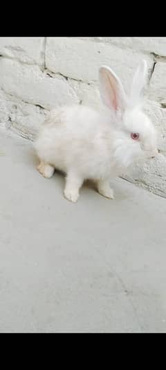 Lion hed angora nasl @ old blood lin heera aseel chiks