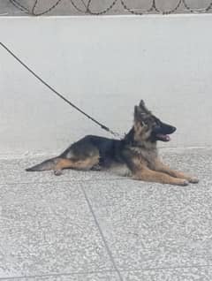 German shepherd female