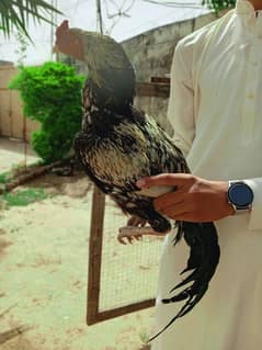 aseel murgha