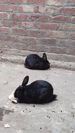 Rabbits