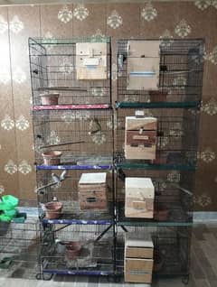 8 Breeder pair 4 portion 2 cages with chicks and all setup