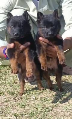 Black German Shepherd Pair / German Shepherd Puppies For Sale