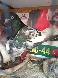 original ferozpuri pair breeder pair hai or Sat ma 1 ek bacha bi hai