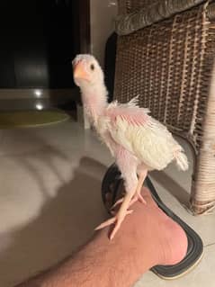 1.5 month aseel heera pure breed and sebright pure breed