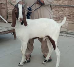 2 bakre 2 dant khassi ha 2no height wale hai or weight me bhi ache hai