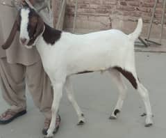 2 bakre 2 dant khassi ha 2no height wale hai or weight me bhi ache hai