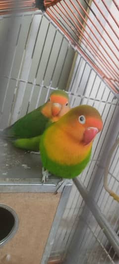 Love