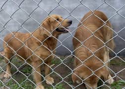 Chain Link Fence Razor Wire Welded Mesh Barbed Wire Security Wire Jali