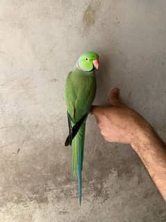 talking