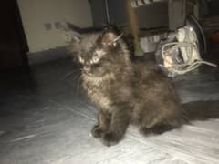 Persian