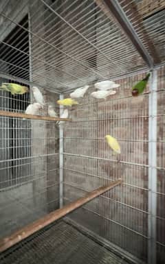 Albino pairs with DNA and box