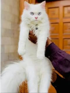 Persian kitten blue eyes all cats available hy 03097365270whatsapp