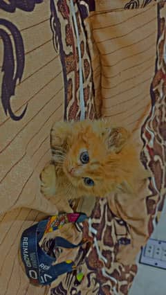 persian Doll kitchen face cat's