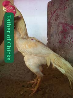 Parrot Beak Aseel pathy