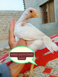 Parrot