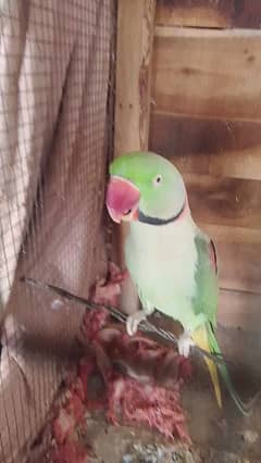 kashmiri healthy and active parrot for sale