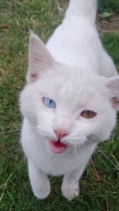 Persian odd eyes kitten