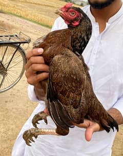 aseel murgi for sale whats ap 03444706474