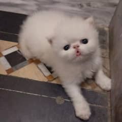 Peke Face