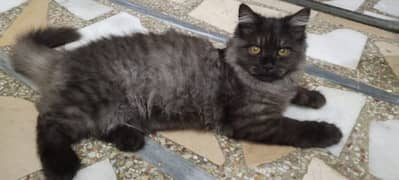 Persian Male