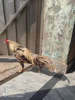 aseel hen pair pure khanewali